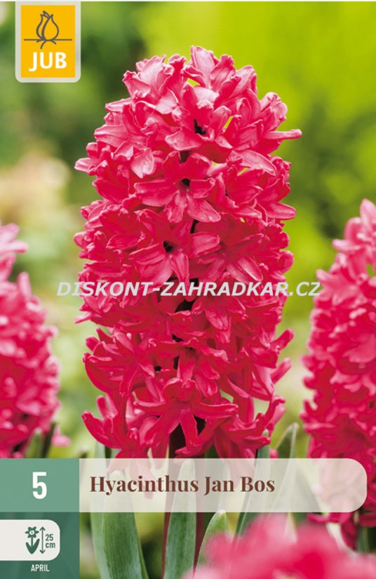 850319/7203 Hyacinty Jan Bos 5ks 850319/7203 Hyacinty Jan Bos 5ks
