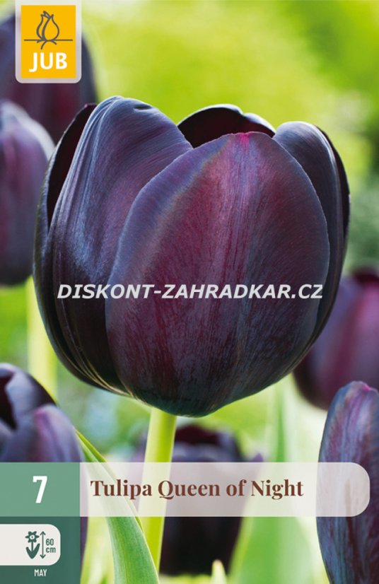 850337/8302 Tulipány Queen of Night 7ks