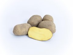 Sadba brambor Dominika (pytel 25kg)