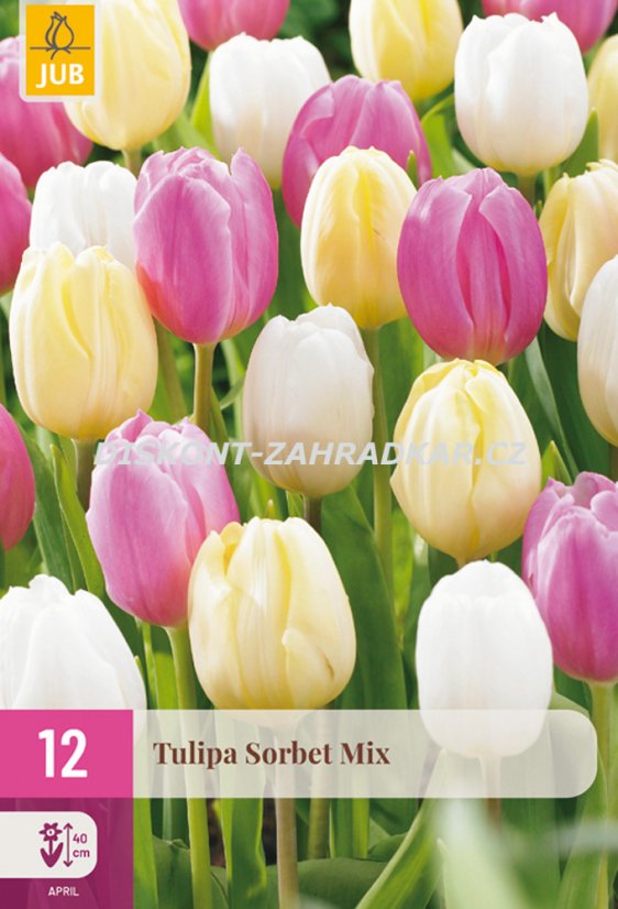 850683/8506 Směs tulipánů Sorbet směs 12ks