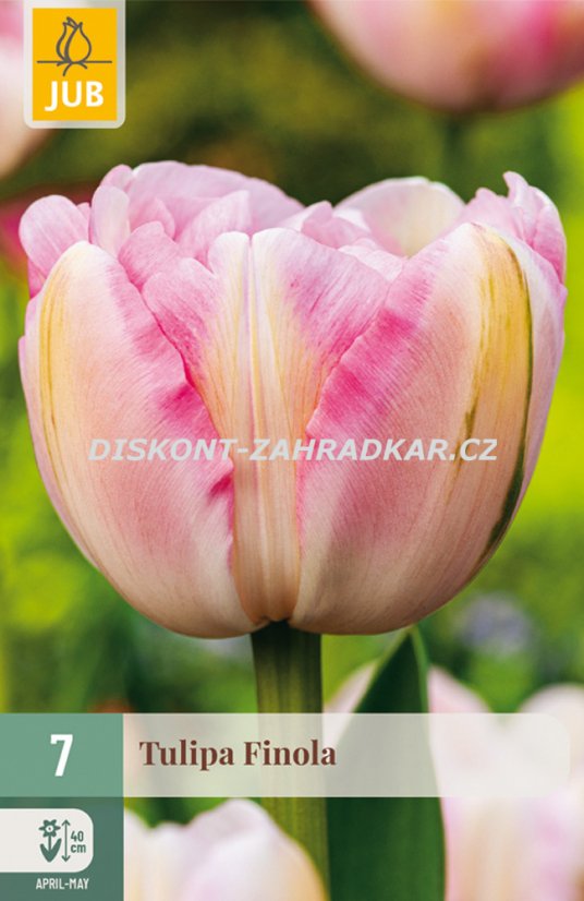 850651/8205 Tulipány Finola 7ks
