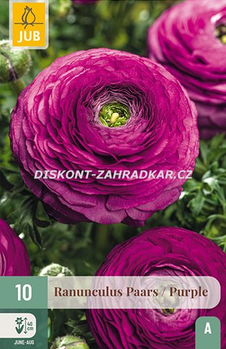 851381/8604 Pryskyřník fialový 10ks
