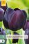 850607/8303 Tulipány Moonblus 7ks