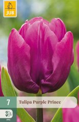 850638/8304 Tulipány Purple Prince 7ks