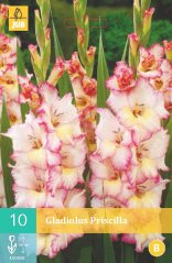 852126/7603 Gladioly Priscilla 10ks