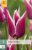 850489/8204 Tulipány Claudia 7ks