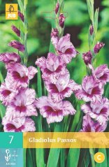 852122/7601 Gladioly Passos 7ks