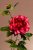 Pivoňka 68 cm červená F390-R
