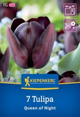 2000038/8604 Tulipány Queen of Night 7ks