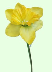 Narcis SUN410 tmavě-žlutá