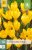850232/7206 Krokusy Golden Yellow 10ks