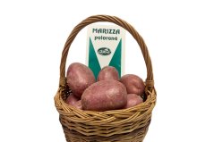 Sadba brambor Marizza (pytel 25kg)