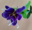 Iris (kosateček) fialový