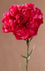 Karafiát 69 cm beauty F401-R1