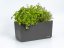 Truhlík Berberis 40 cm Antracit + slonová kost