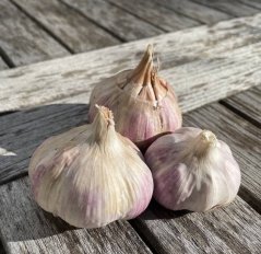 Česnek sadbový Germidour (pytel 4palice)