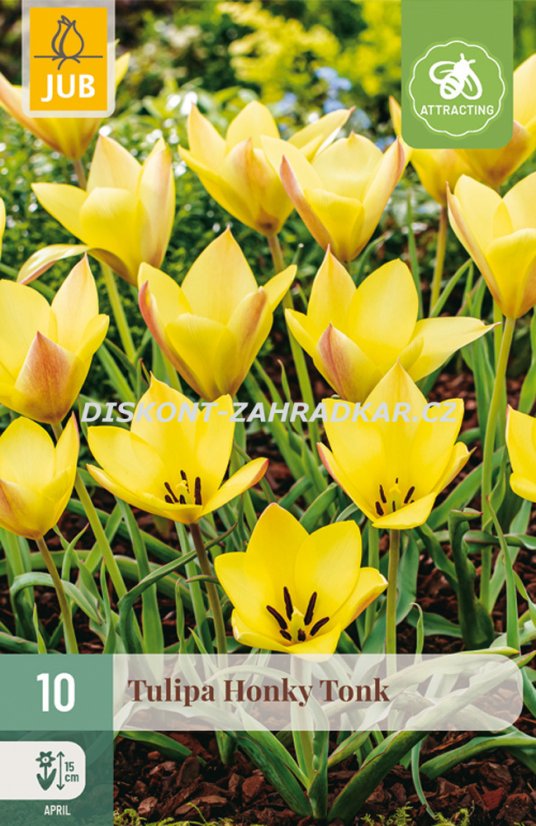 850497/8202 Tulipány botanické žluté 10ks