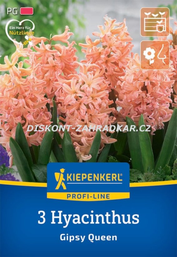 2600005/7204 Hyacinty Gipsy Queen 3ks