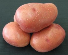 Sadba brambor ROSARA (pytel 25kg)