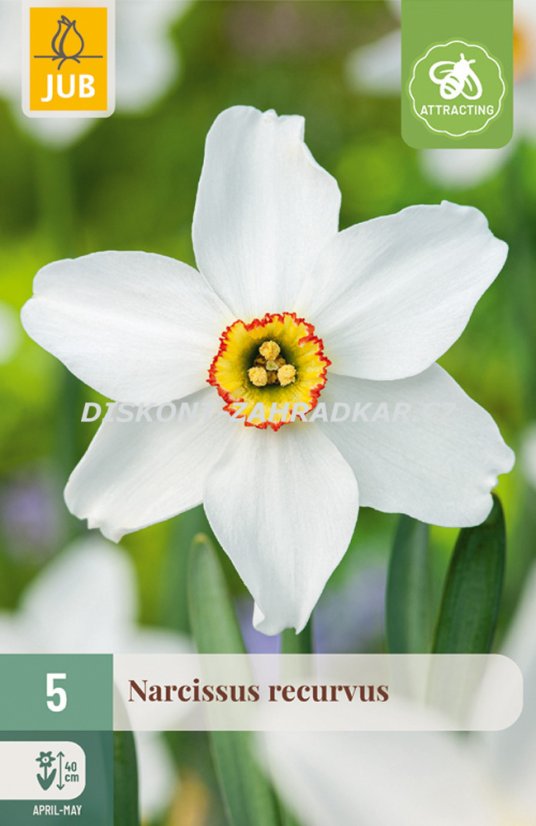 852706/7507 Narcisy Recurvus 5ks