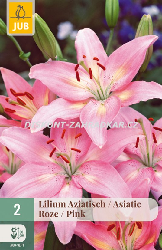 852734/7403 Lilie asijská růžová 2ks