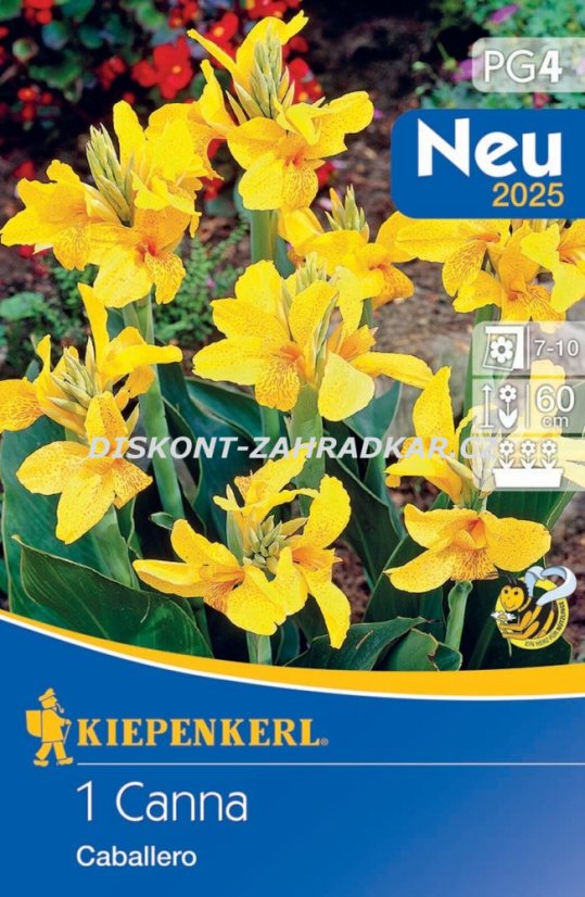 711938 Canna žlutá 1ks / 7204