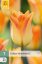 850607/8303 Tulipány Moonblus 7ks