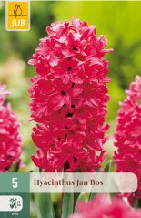 850319/7203 Hyacinty Jan Bos 5ks
