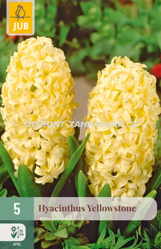 850420/7108 Hyacinty Yellowstone 5ks 850420/7108 Hyacinty Yellowstone 5ks
