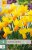 850261/7505 Narcisy Jetfire 5ks