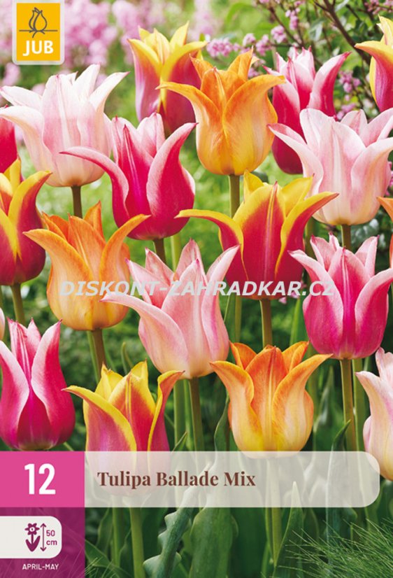 853024/8502 Tulipány Ballade směs 12 ks 853024/8502 Tulipány Ballade směs 12 ks