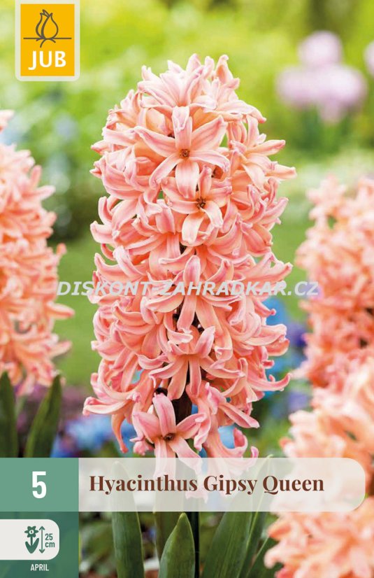 850318/7201 Hyacinty Gipsy Queen 5ks 850318/7201 Hyacinty Gipsy Queen 5ks
