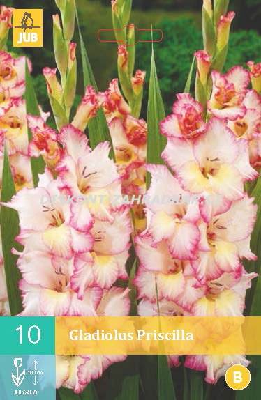 852126/7603 Gladioly Priscilla 10ks
