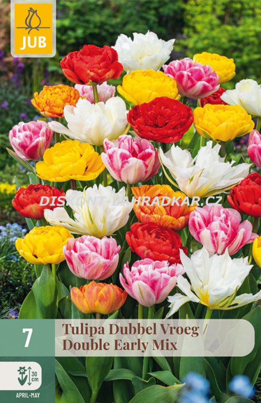 850243/8208 Tulipány plnokvěté rané směs 7ks