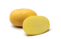 Sadba brambor AGRIA (pytel 25kg, sadbové brambory)