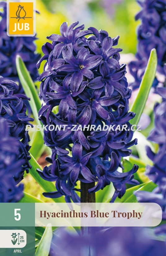 850601/7107 Hyacinty Blue Trophy 5ks 850601/7107 Hyacinty Blue Trophy 5ks