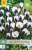 850376/7301 Krokusy Prins Claus 15ks