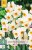 850360/7502 Narcisy Geranium 5ks