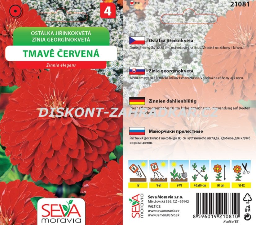 21081 Ostálka jiřinkokvětá Tm. červená 1g / 4211