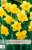850259/7408 Narcisy Carlton 5ks