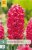 850319/7203 Hyacinty Jan Bos 5ks