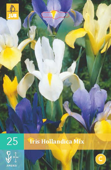 Levně 852245/8506 Kosatec holandský směs 25ks