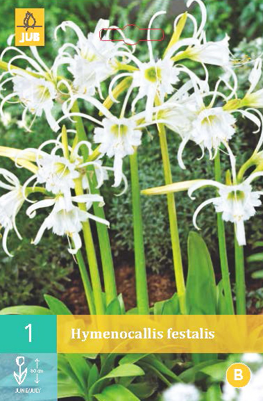 Levně 852239/8501 Hymenocallis Festalis (Ismene bílá) 1ks