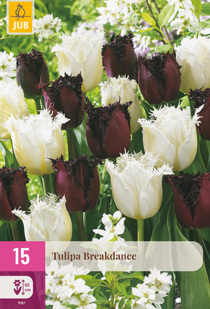 853055/99 Směs tulipánů Breakdance 15ks