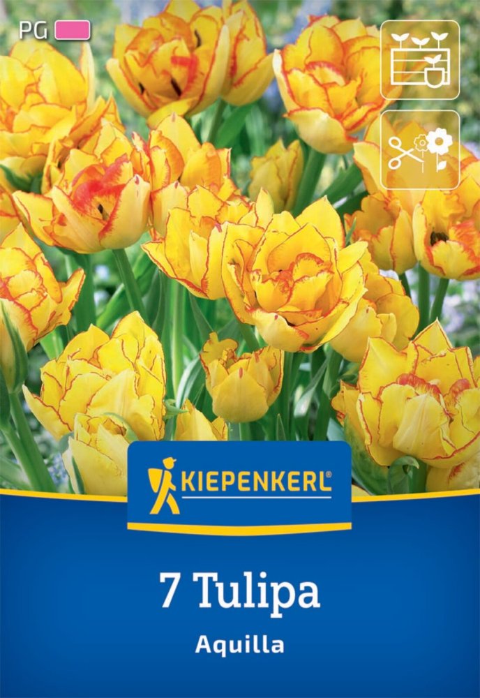 Levně 2000018/8403 Tulipány Aquilla 7ks