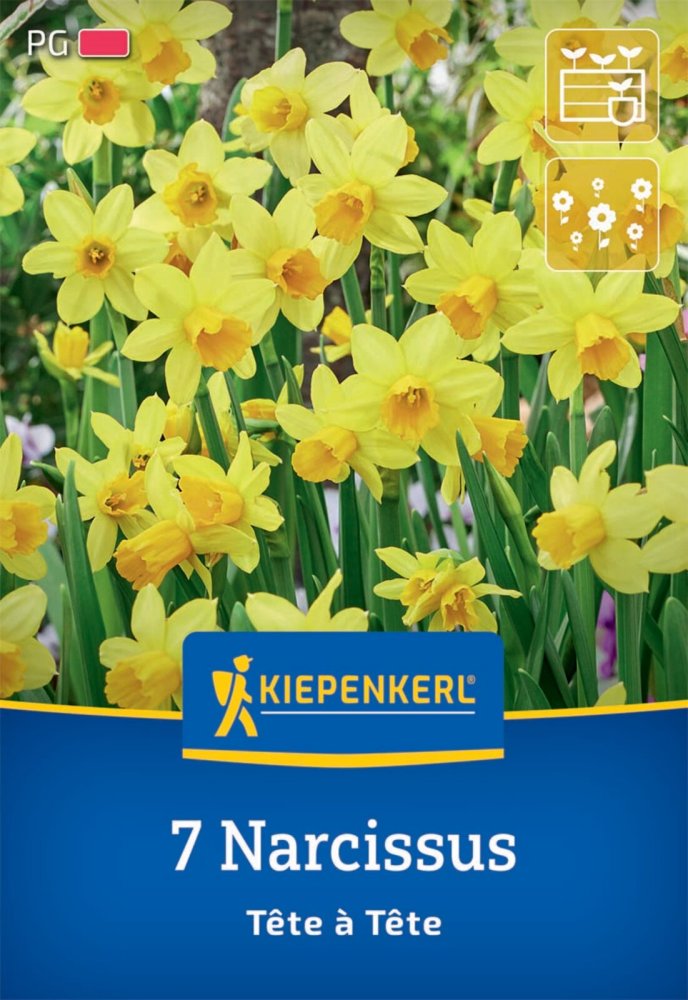 Levně 2450022/7705 Narcisy Téte á Téte 7ks