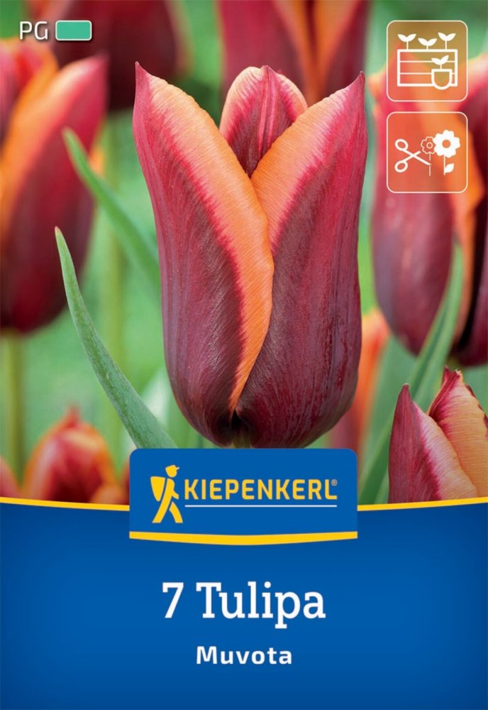 Levně 2000012/8605 Tulipány Muvota 7ks