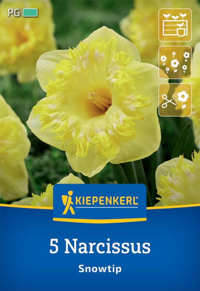 Levně 2450002/8103 Narcisy Snowtip 5ks
