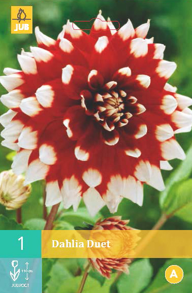 Levně 852007/7305 Dahlie Duet 1ks