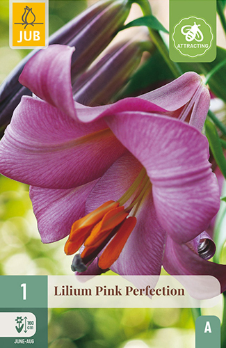 Levně 851102/8303 Lilie Pink Perfection 1ks